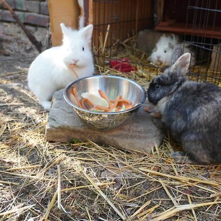Appartamento Huette Mit Herz Im Harz Meisdorf Esterno foto